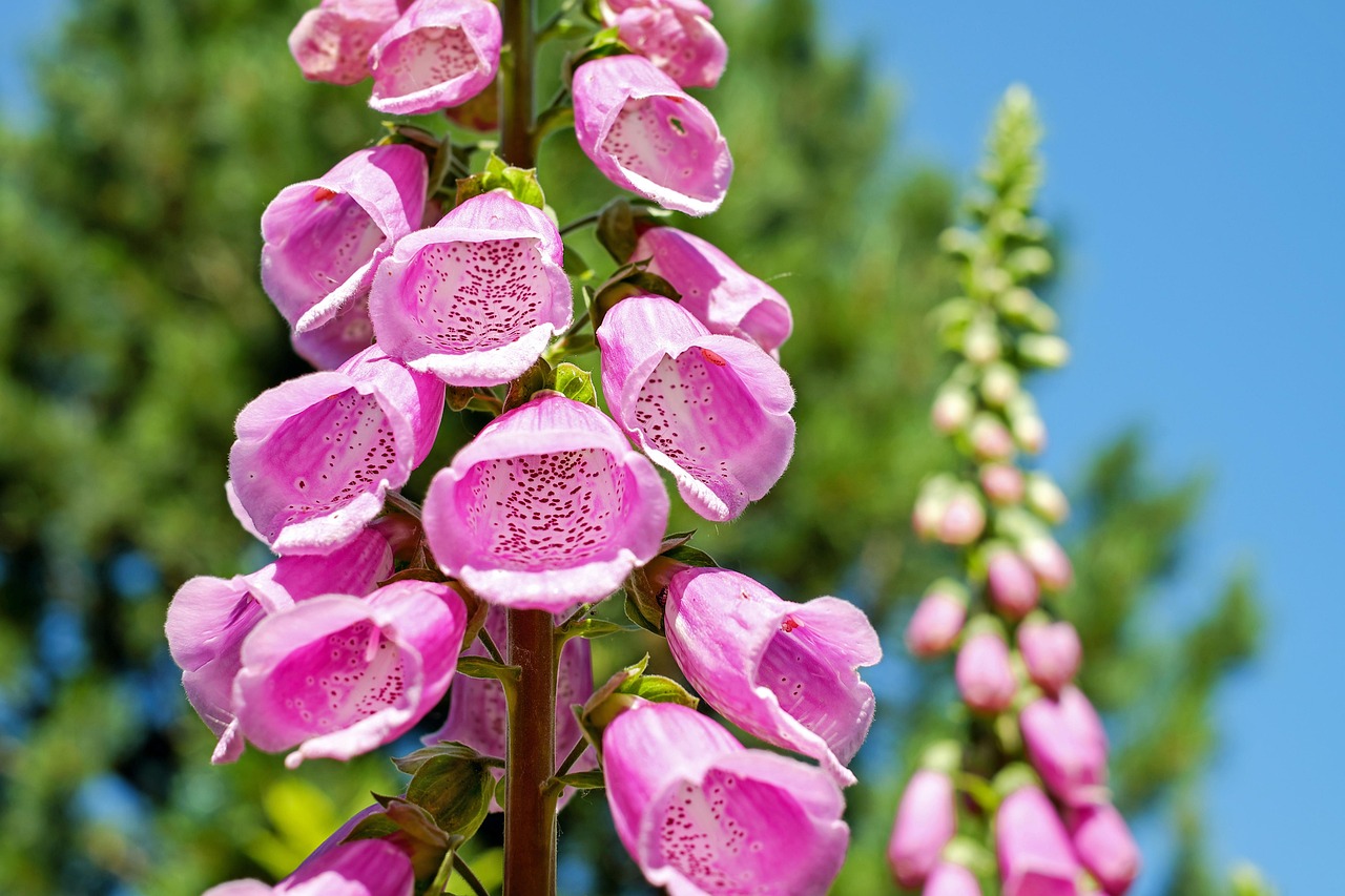 Verticale tuin met varens en klimplanten. Verticale tuin met varens en klimplanten.
