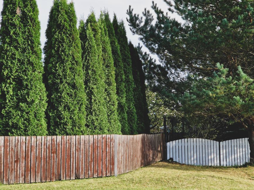 Decoratieve plantenwand voor natuurlijke tuinprivacy.
