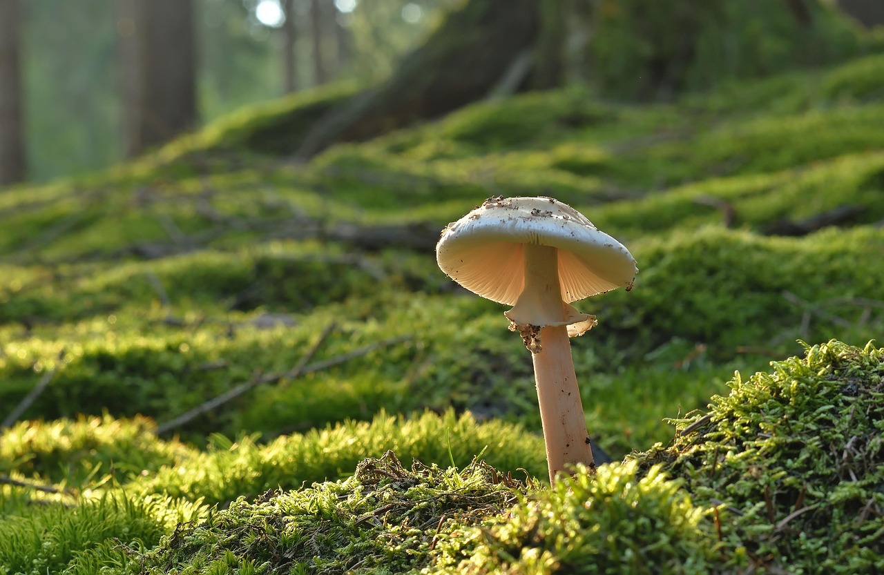 Vrijwilligers planten bomen in miniatuur stadsbos.