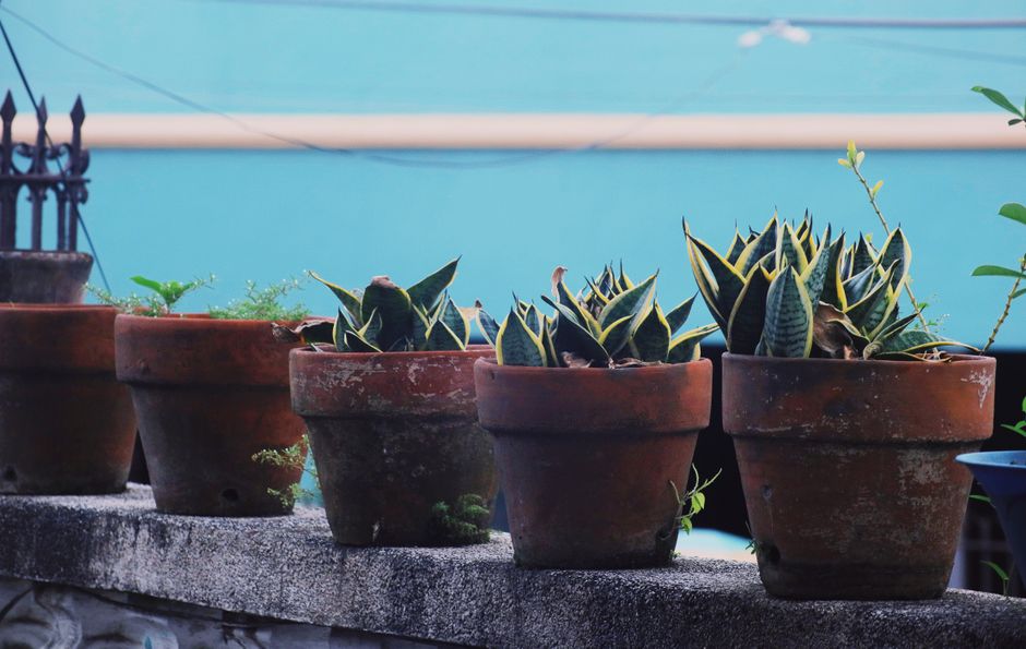 Terracotta plantenbakken in volle zomertuin.