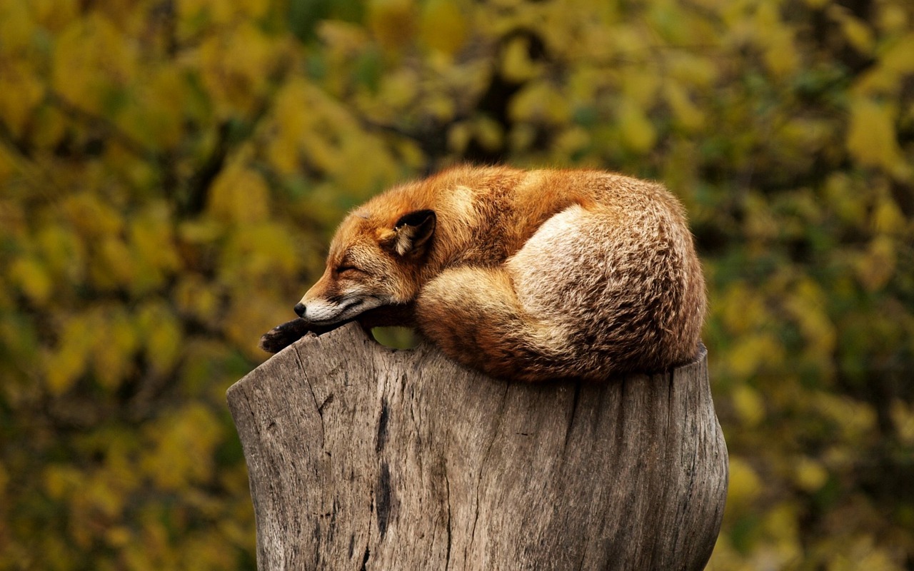 Gezellige herfstsfeer met realistische wolf muurprint.