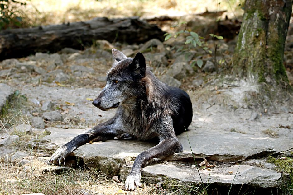 Sfeervol interieur met bosachtige wolf fotomuur.