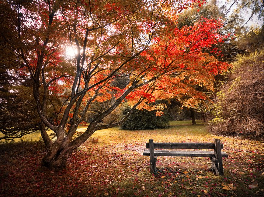 Buitenposter met kleurrijke herfstbladeren in tuin. Buitenposter met kleurrijke herfstbladeren in tuin.