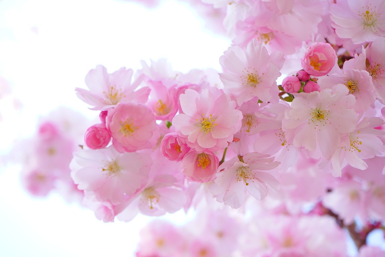Serene sfeer met pastelkleurige orchideeënprint.
