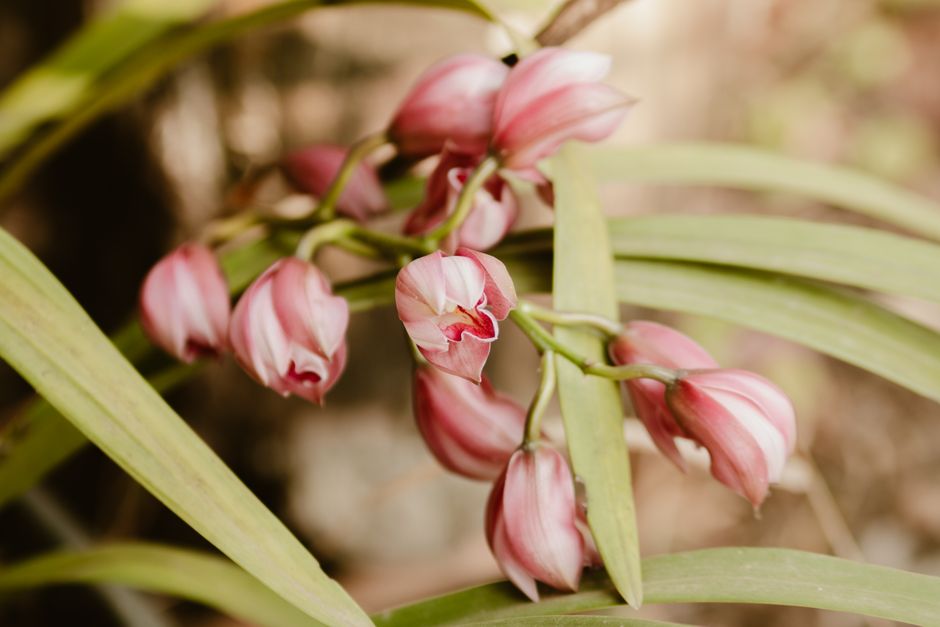 Fotobehang met zachte herfsttinten van orchideeën.